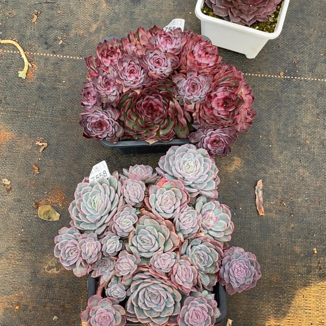 S***o杂交精品多肉7557~7558