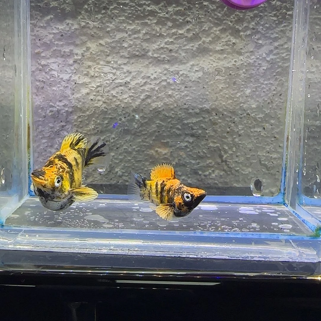 孔雀鱼小老虎玛丽。61号