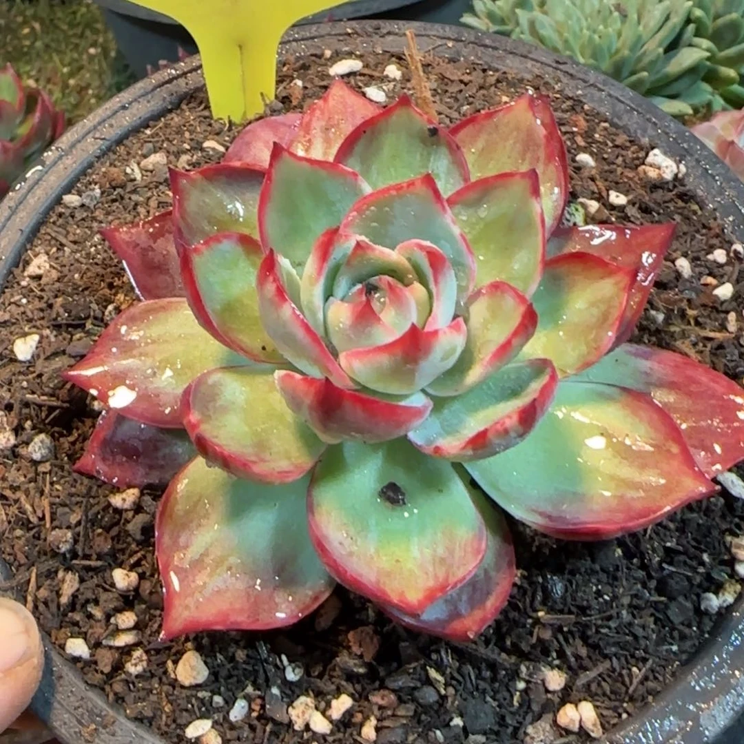 惊鸿一物一拍包装收缩花旱381