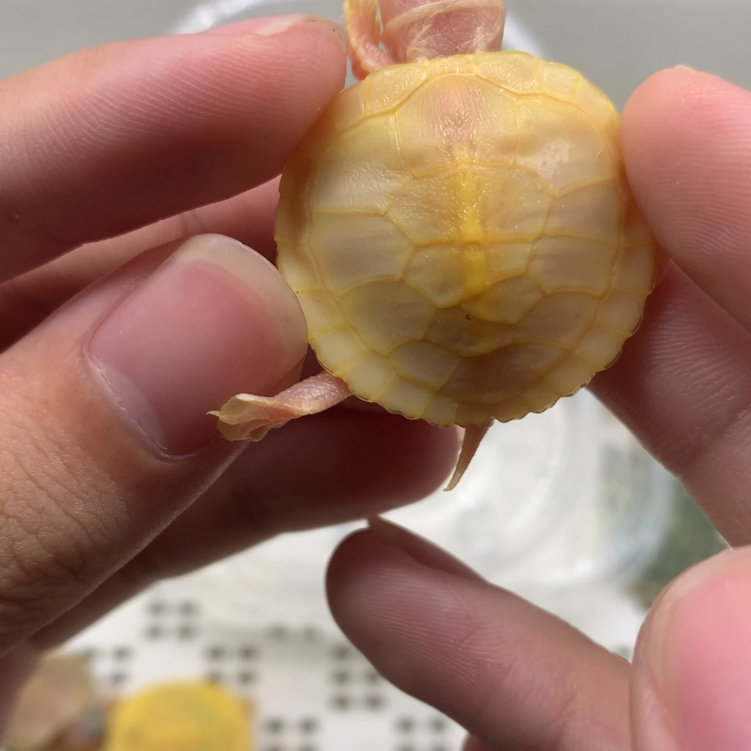 不分公母巴西彩龟