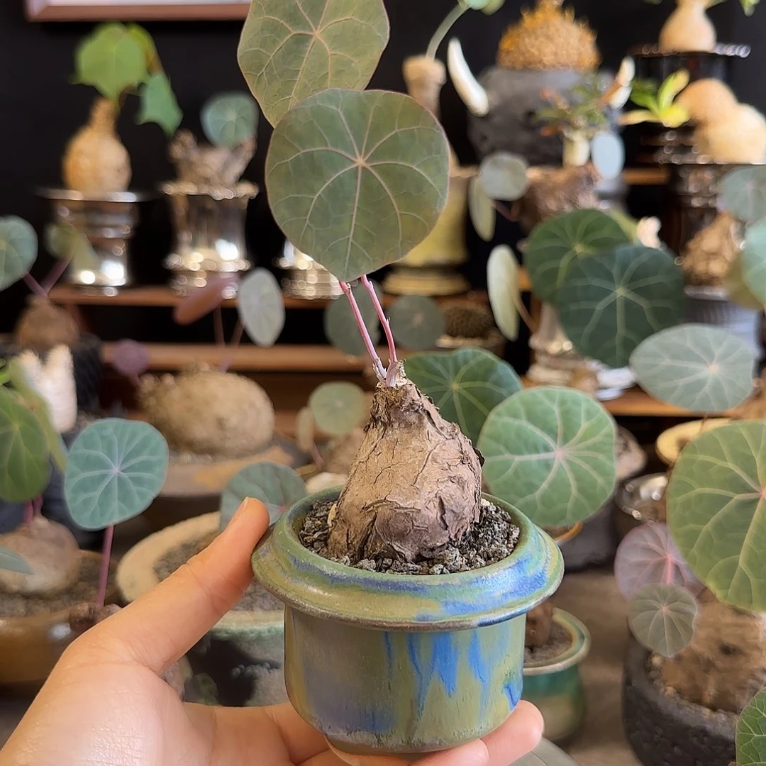 一物一拍老家一叶龟08