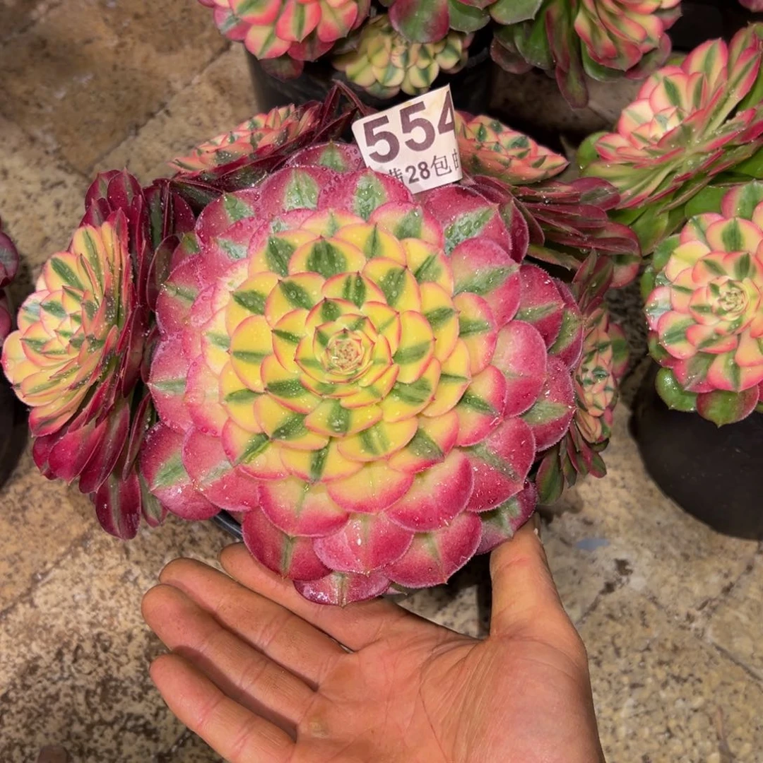 用****6多肉植物554多肉植物