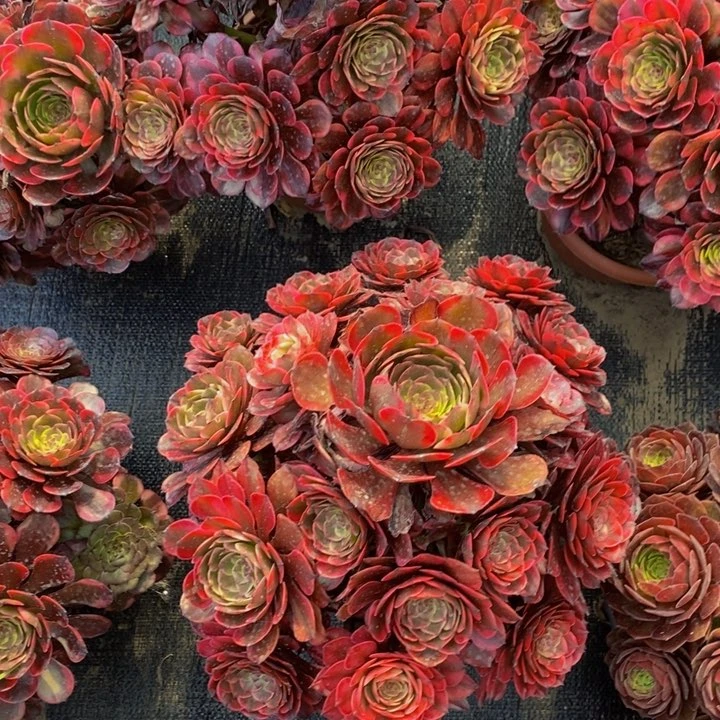 完全开放绿豆沙加烟花一组多肉植物