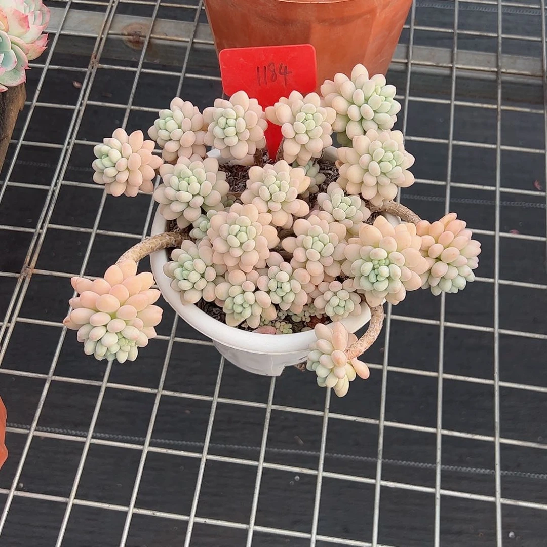 恶***女1184洛可可多肉植物