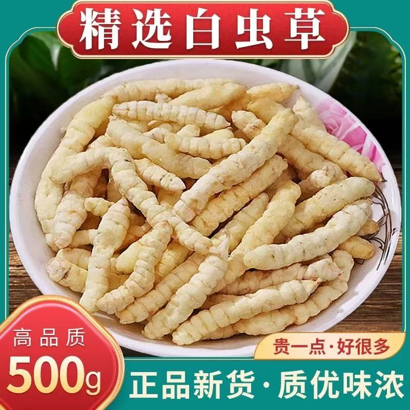 高山高海拔白虫草（500克）泡水