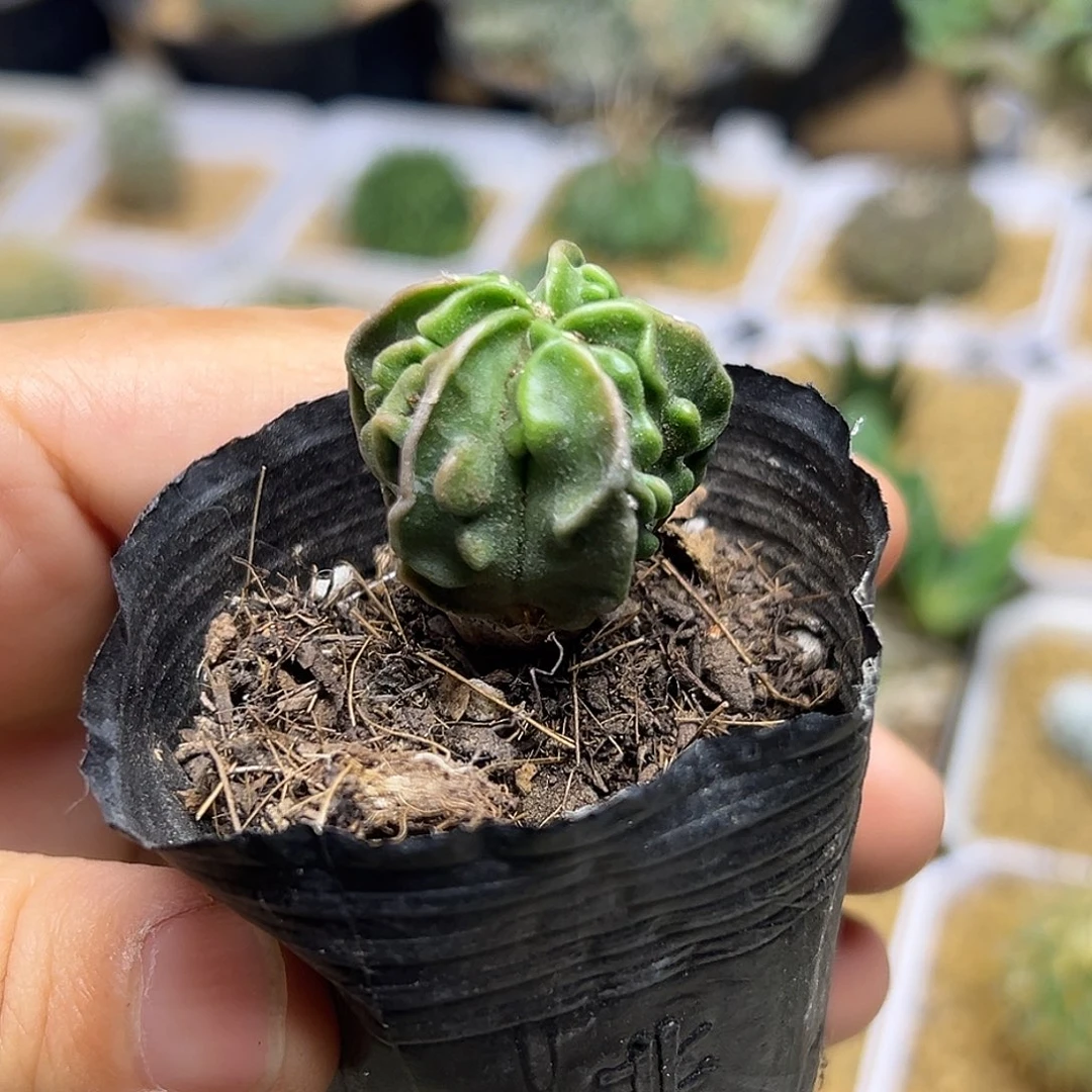 无花朵核桃鸾一颗