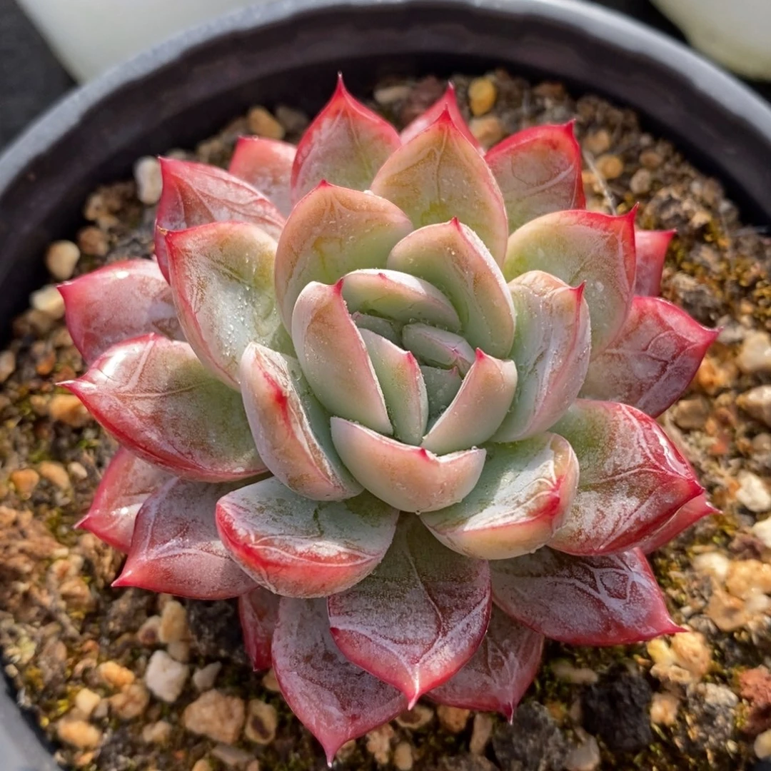 自助下单一物一拍多肉，下滑有惊喜