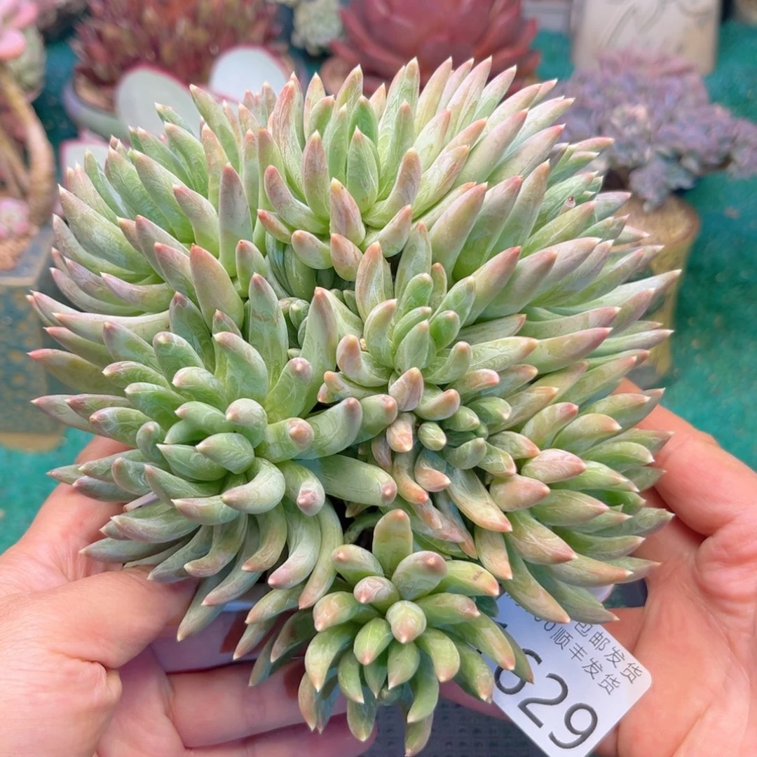 大1629；bdvcghhjbb