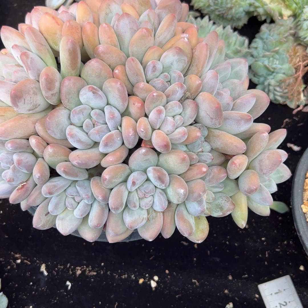 烟****灰新年快乐 新年快乐 新年快乐