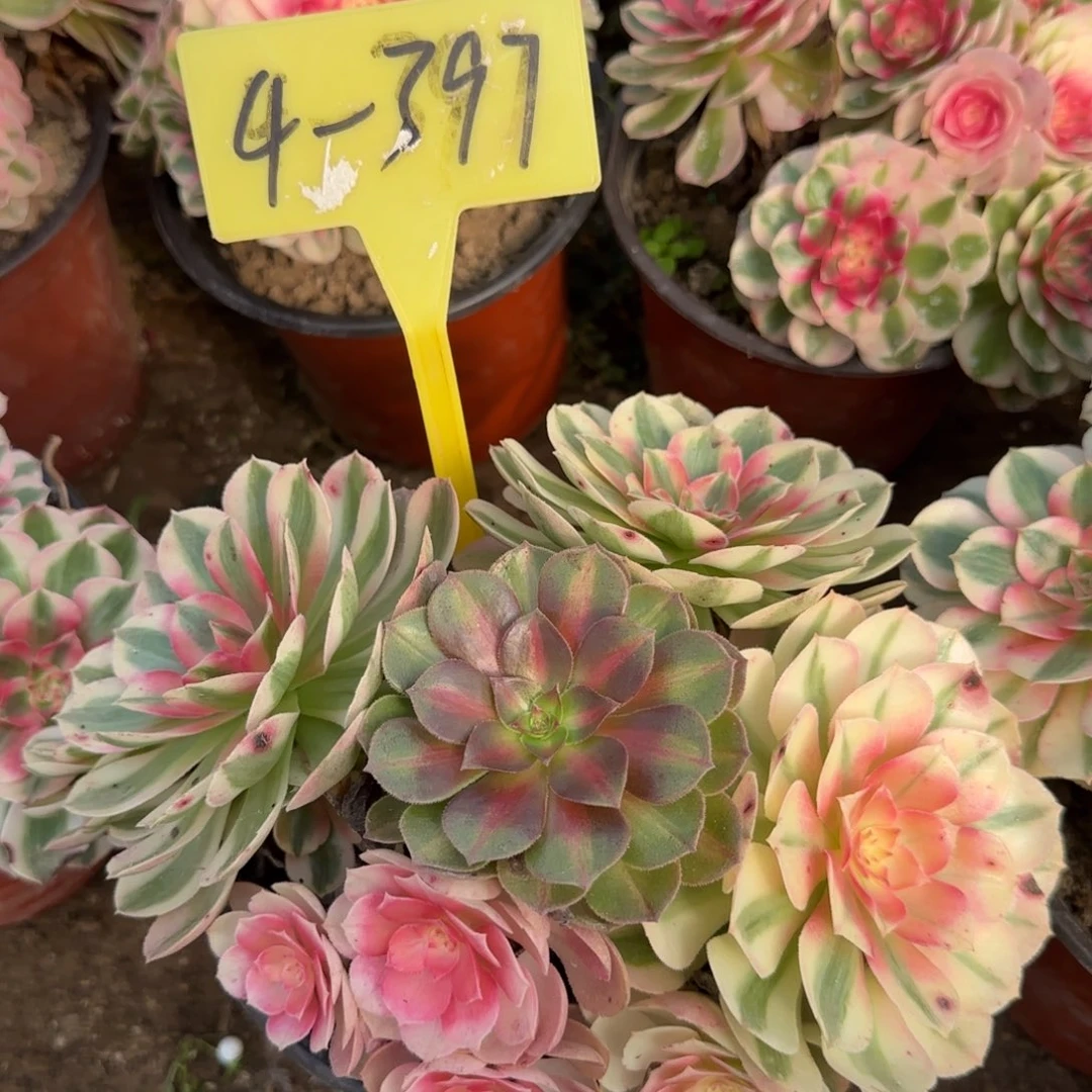 4-397--+倾城多头多肉