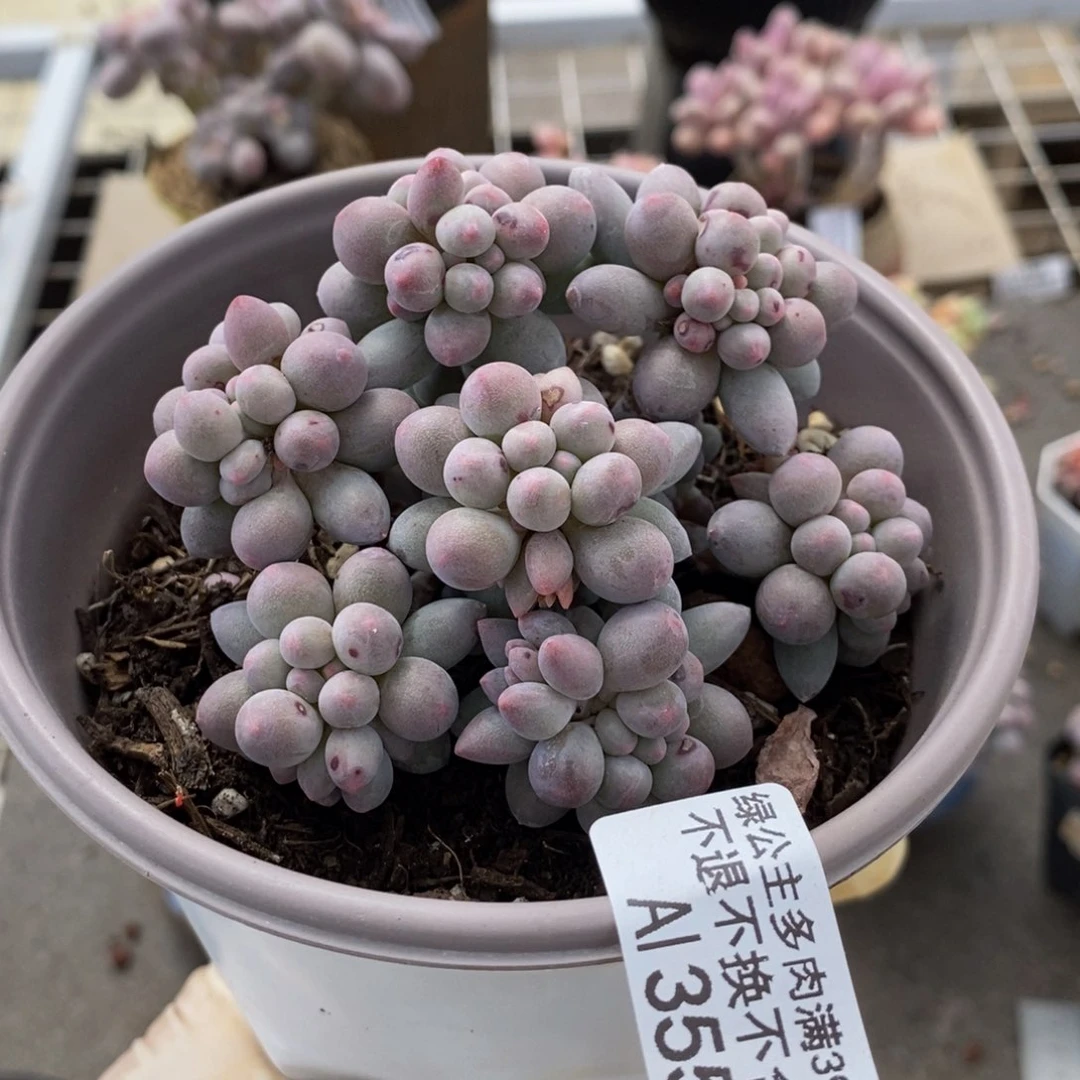 香水手指355/10c m