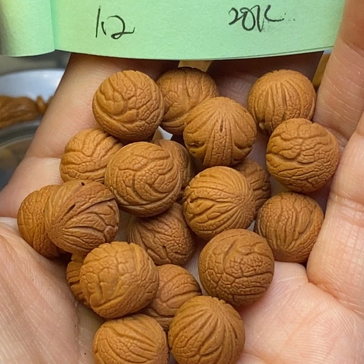 吊坠桃核秦岭龙纹桃核12尺寸
