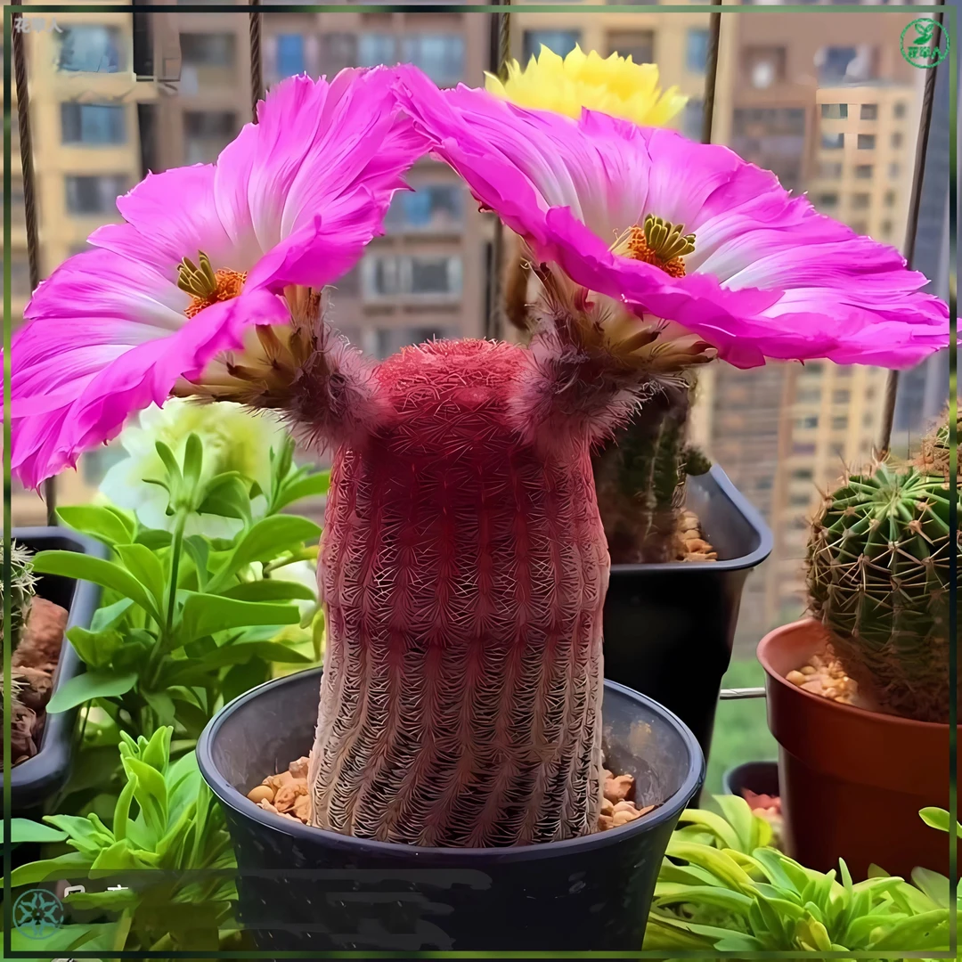 红太阳仙人球裸根一颗 5厘米左右