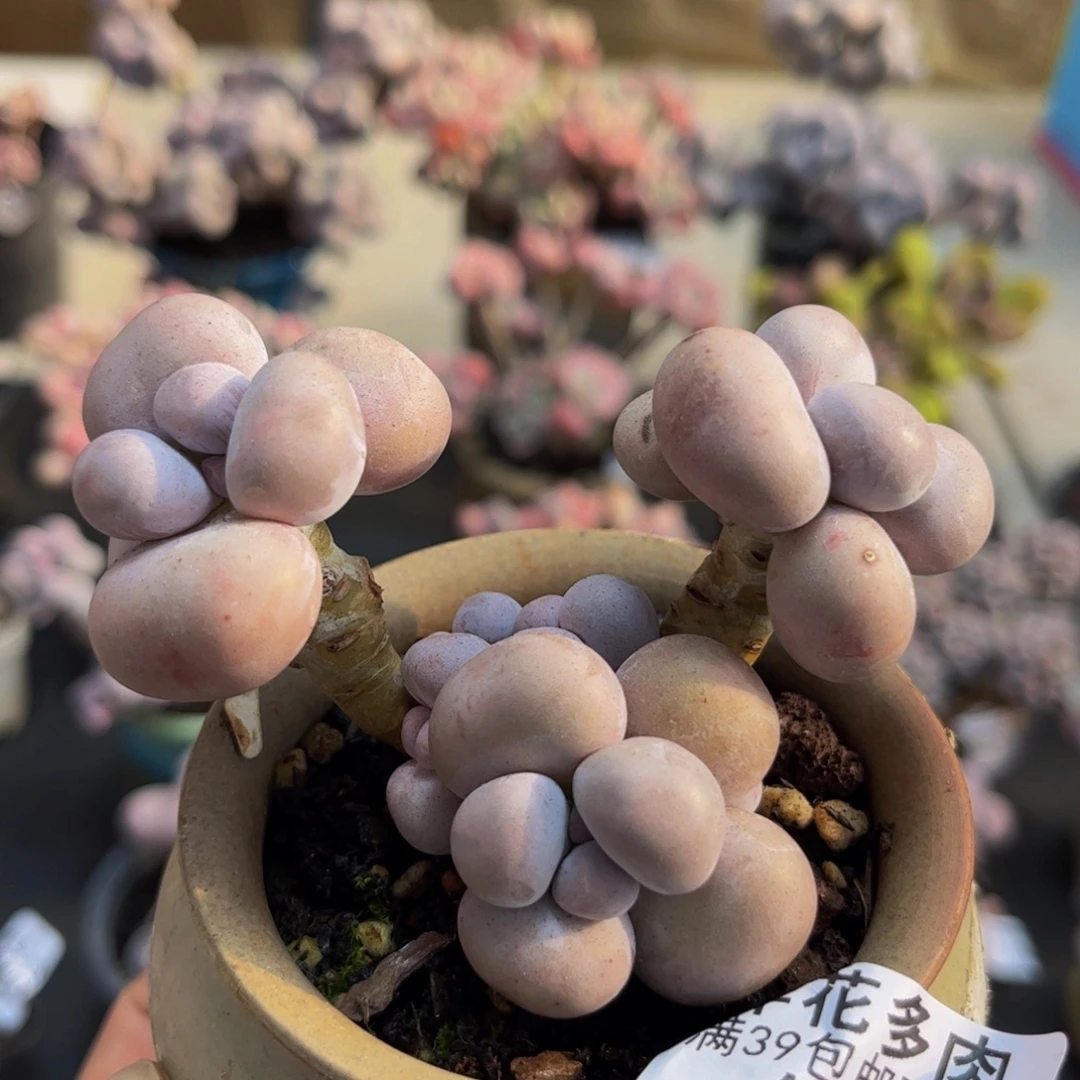 977/6cm芭比奶酪多肉植物