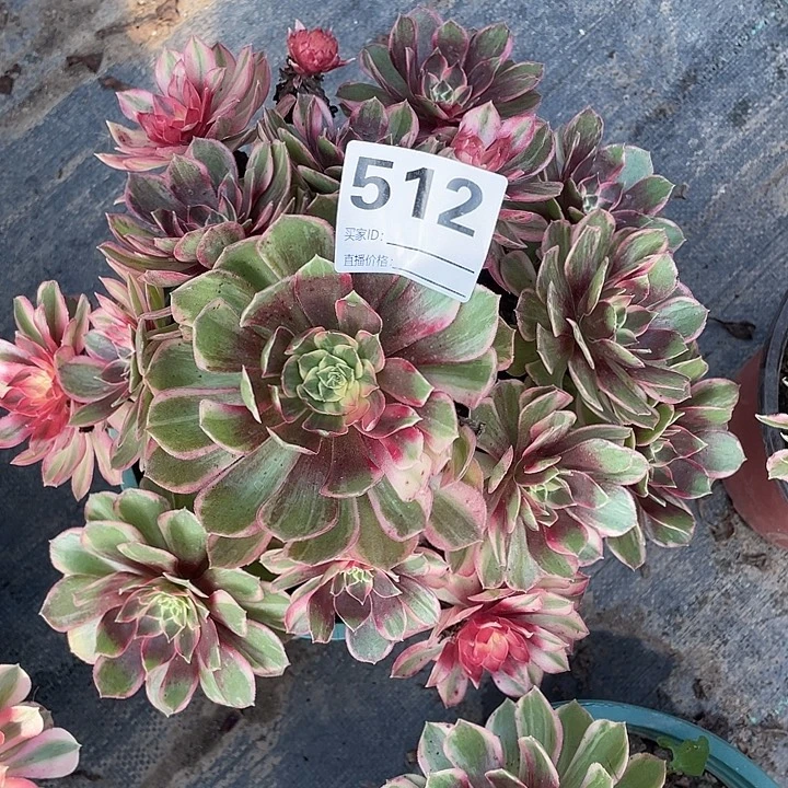 512黑膜锦法师2-12