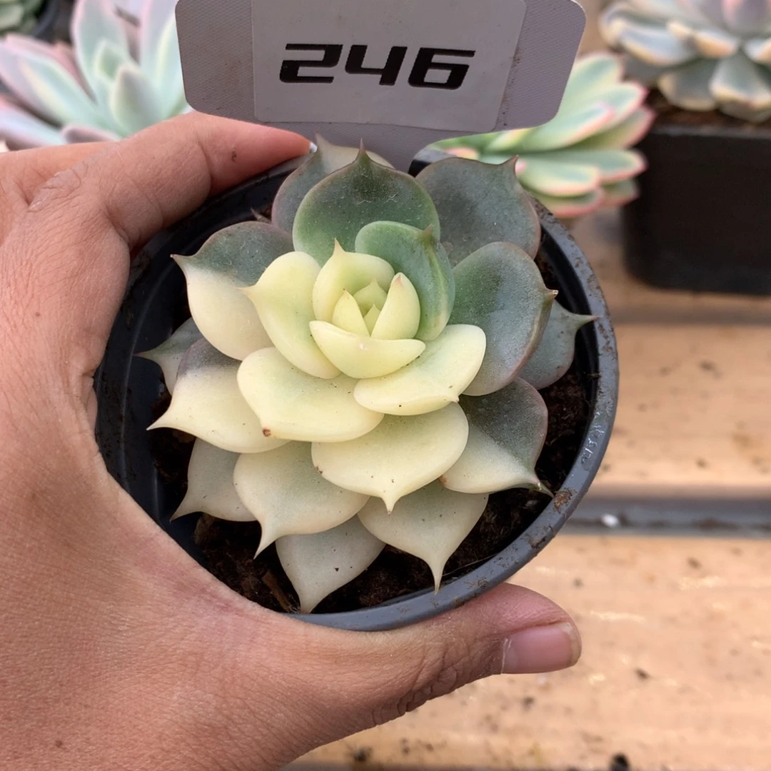 246贝加尔湖锦锦锦锦