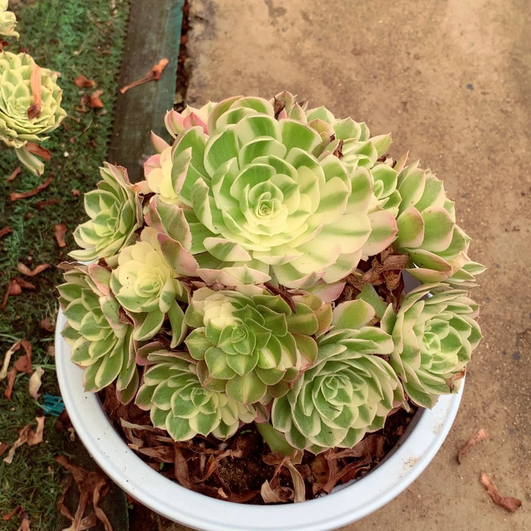 海王捧花，两颗包邮