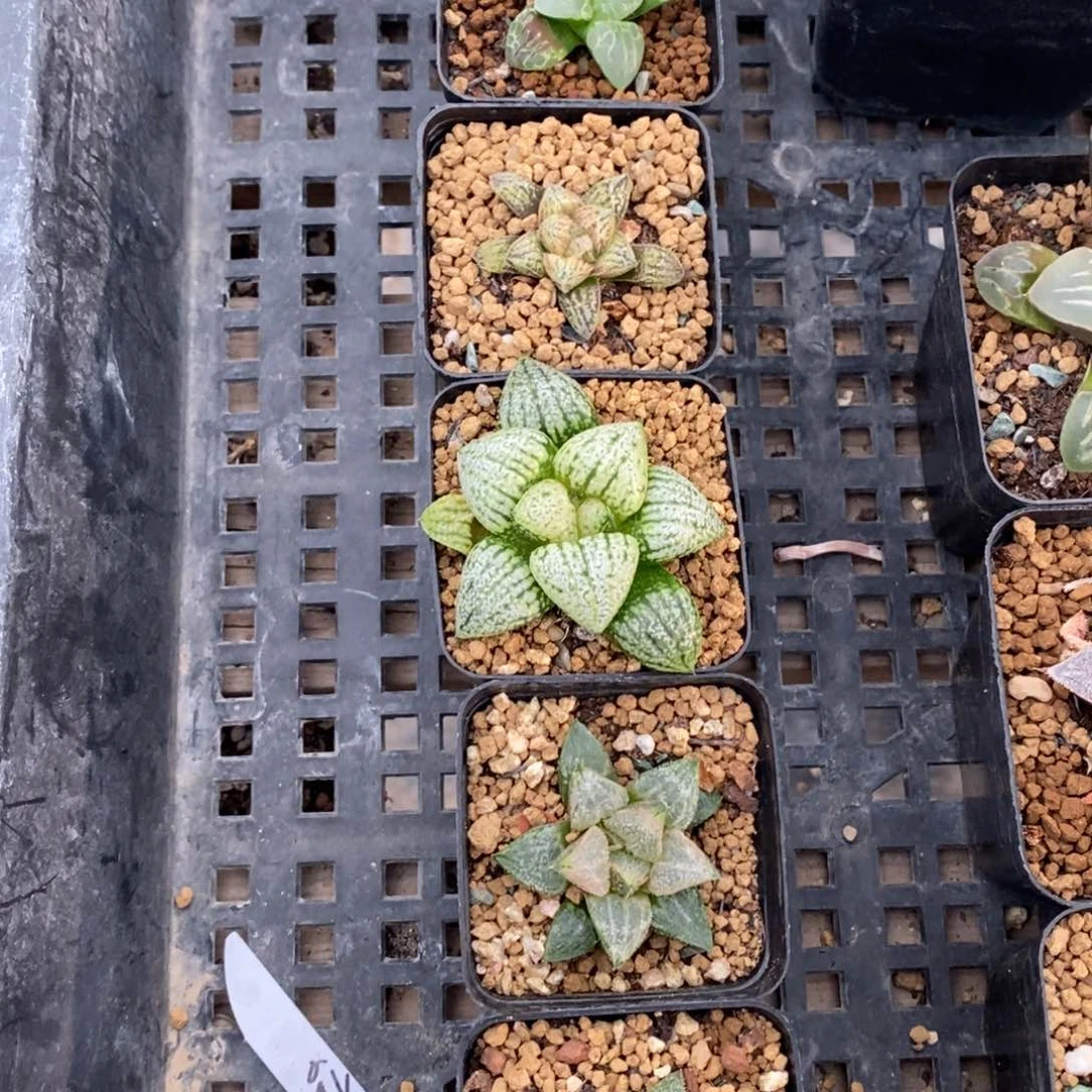 潋167 五颗福利。