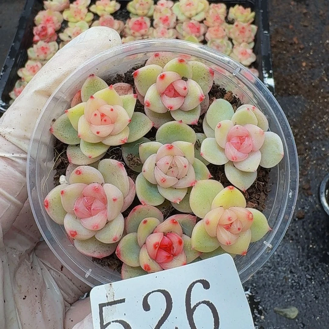 多肉植物多肉植物526