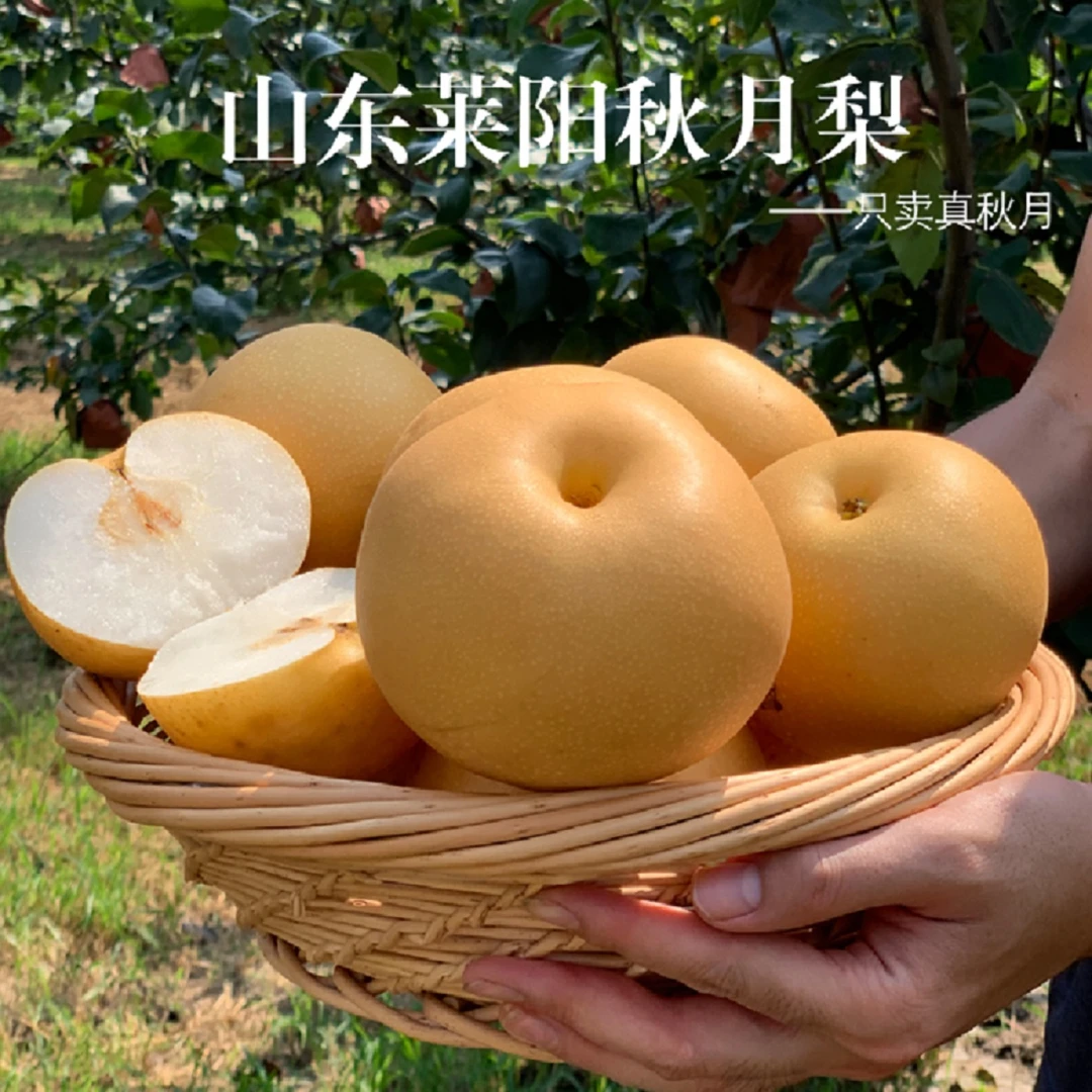 山东正宗秋月梨新鲜现摘脆甜多汁当季水果