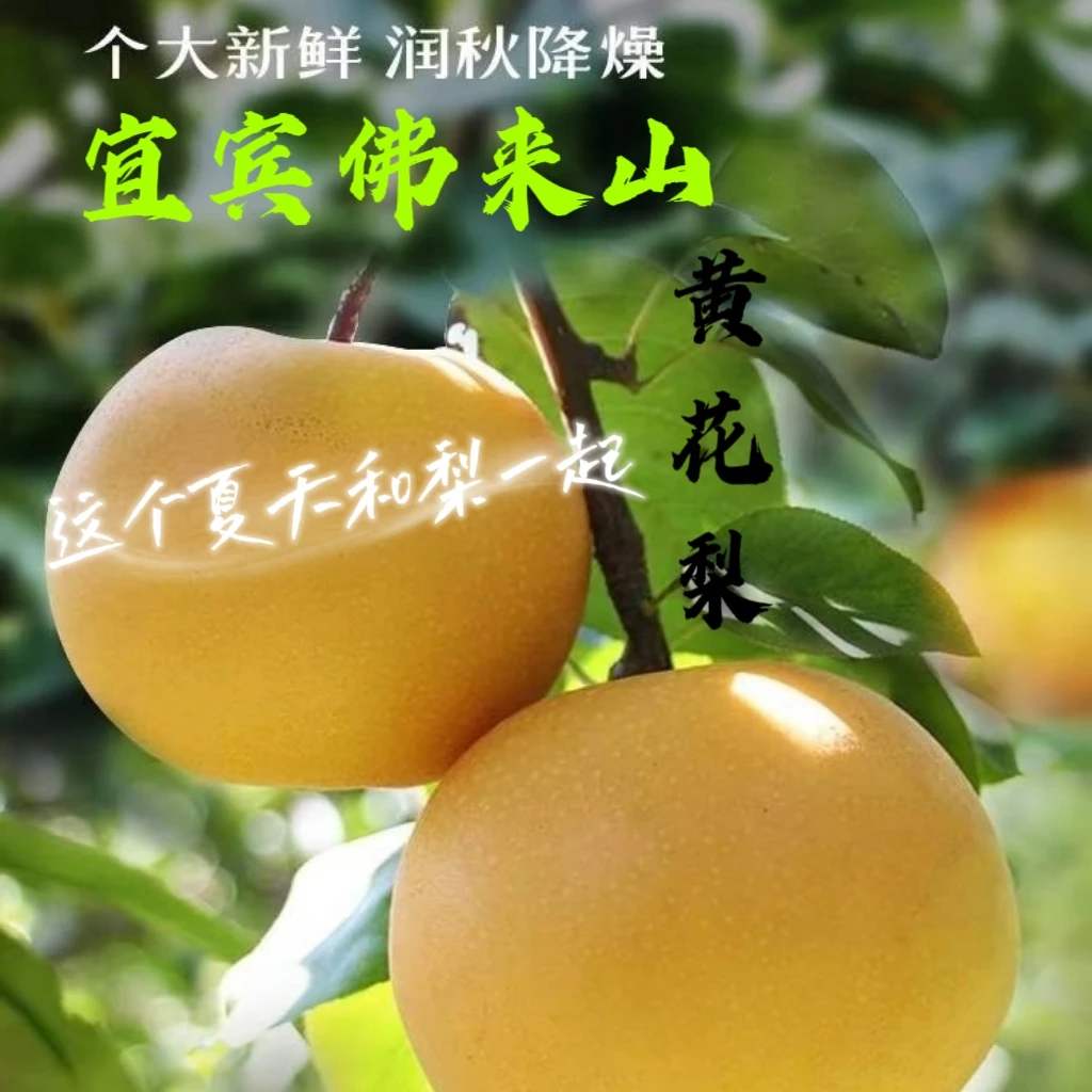 顺丰包邮佛来山秋月梨黄花梨藤梨应季水果脆甜梨子香梨冻梨砀山