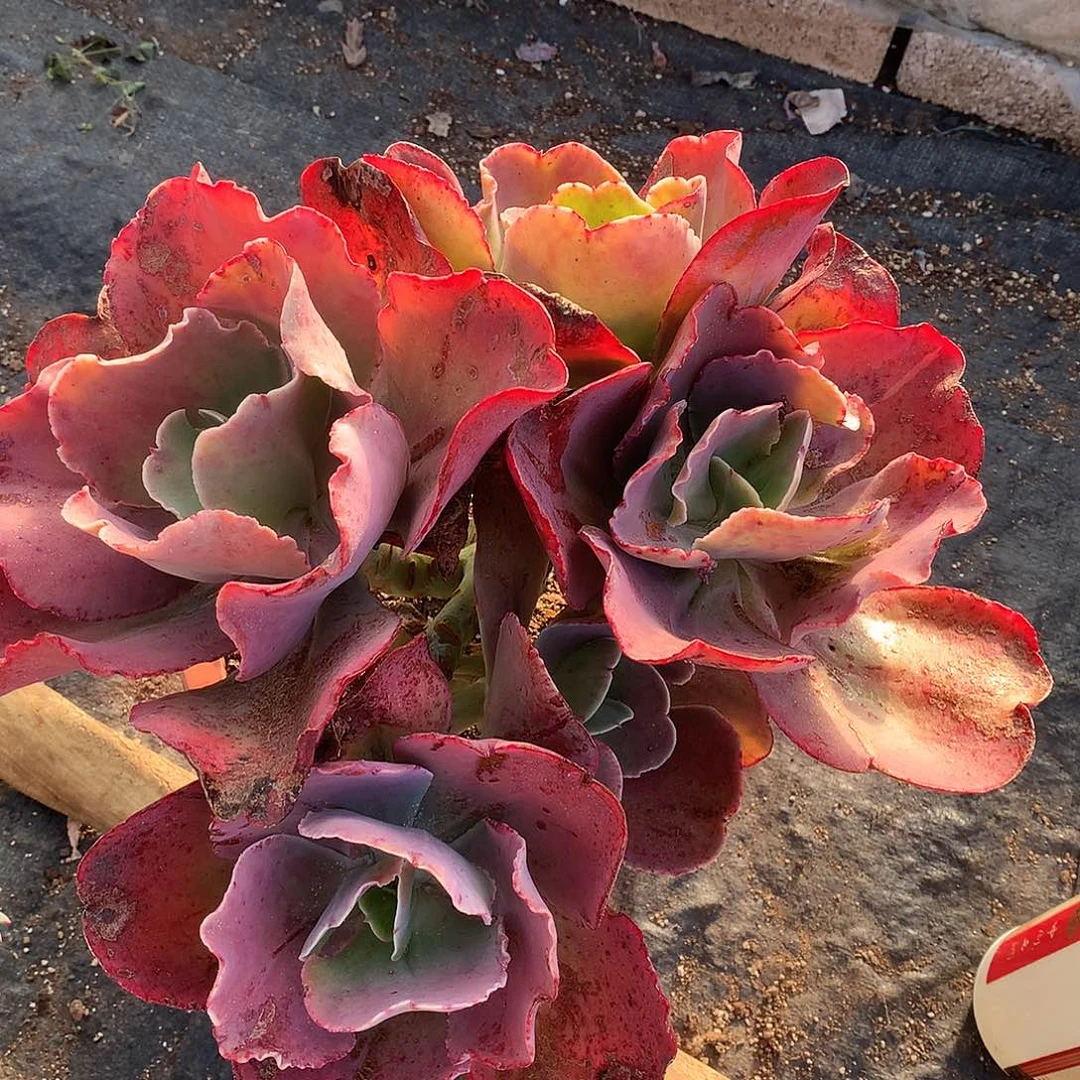 朝霞多肉一物一拍