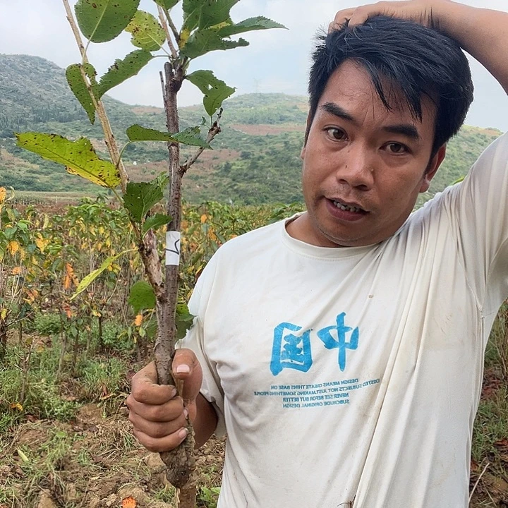 当前无花栽培后可以开花02
