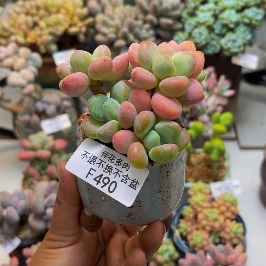 橘子香水洛神490/7cm多肉