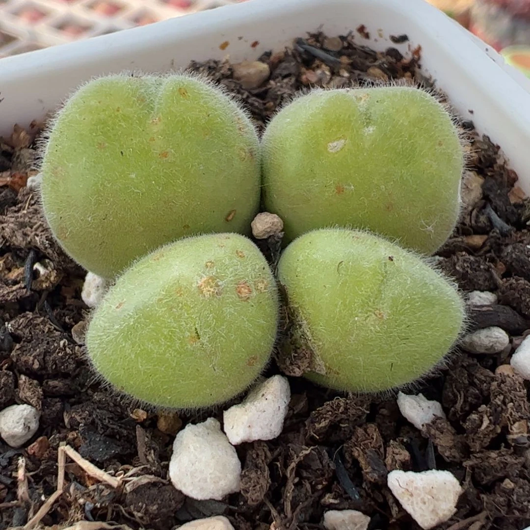 736多肉植物百科