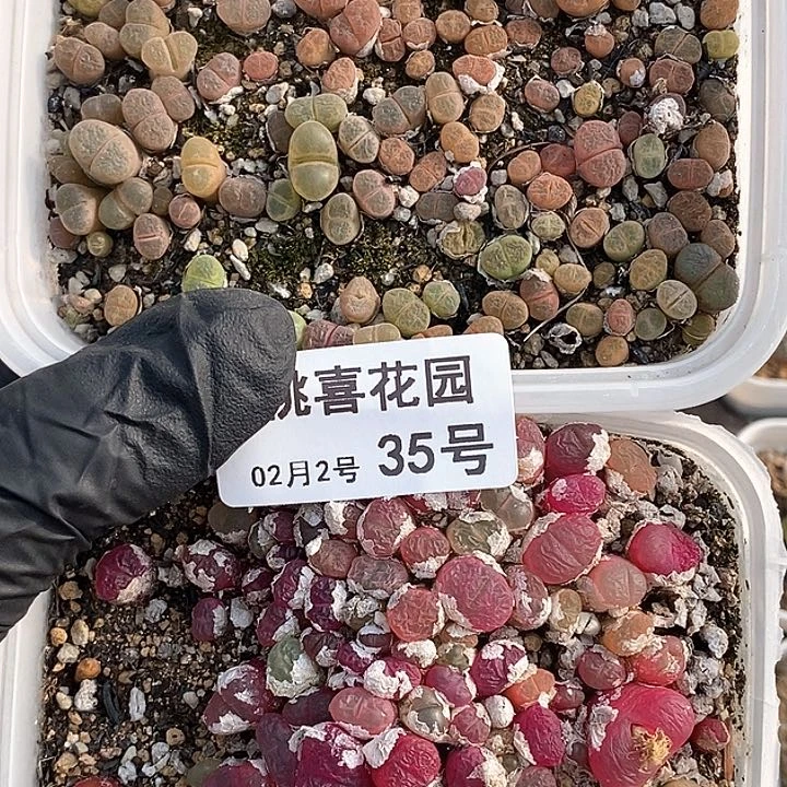 桃喜花园0203-35切糕2盒