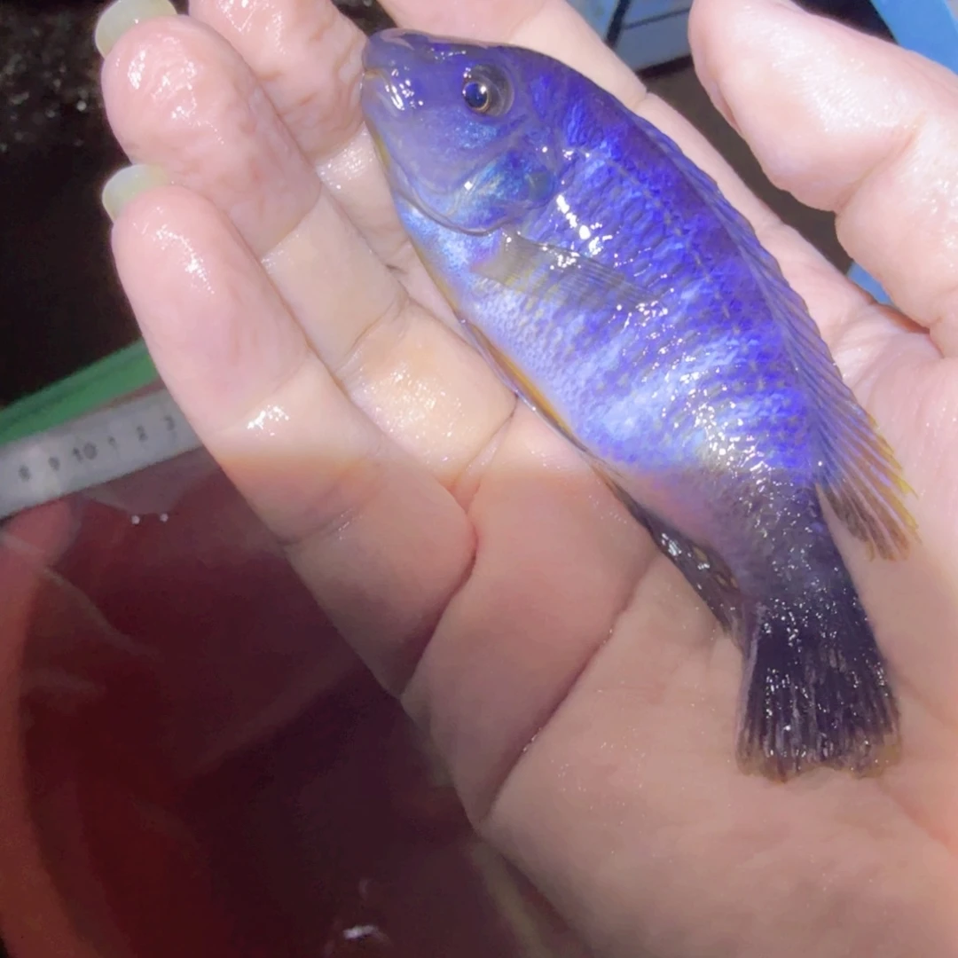 ****玩慈鲷鱼米坦德10左右