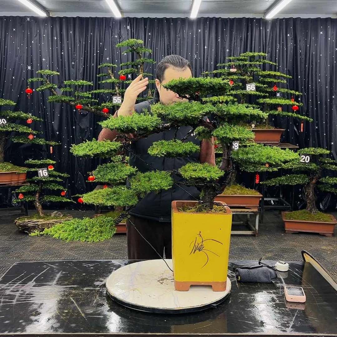 松树柏树造型盆景