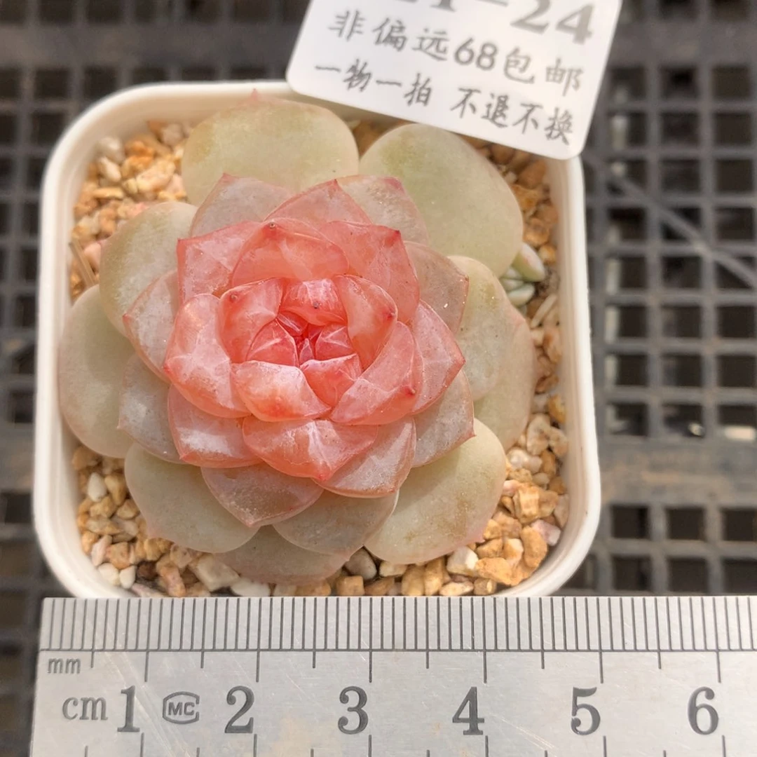 24。冰花。满六八包邮。