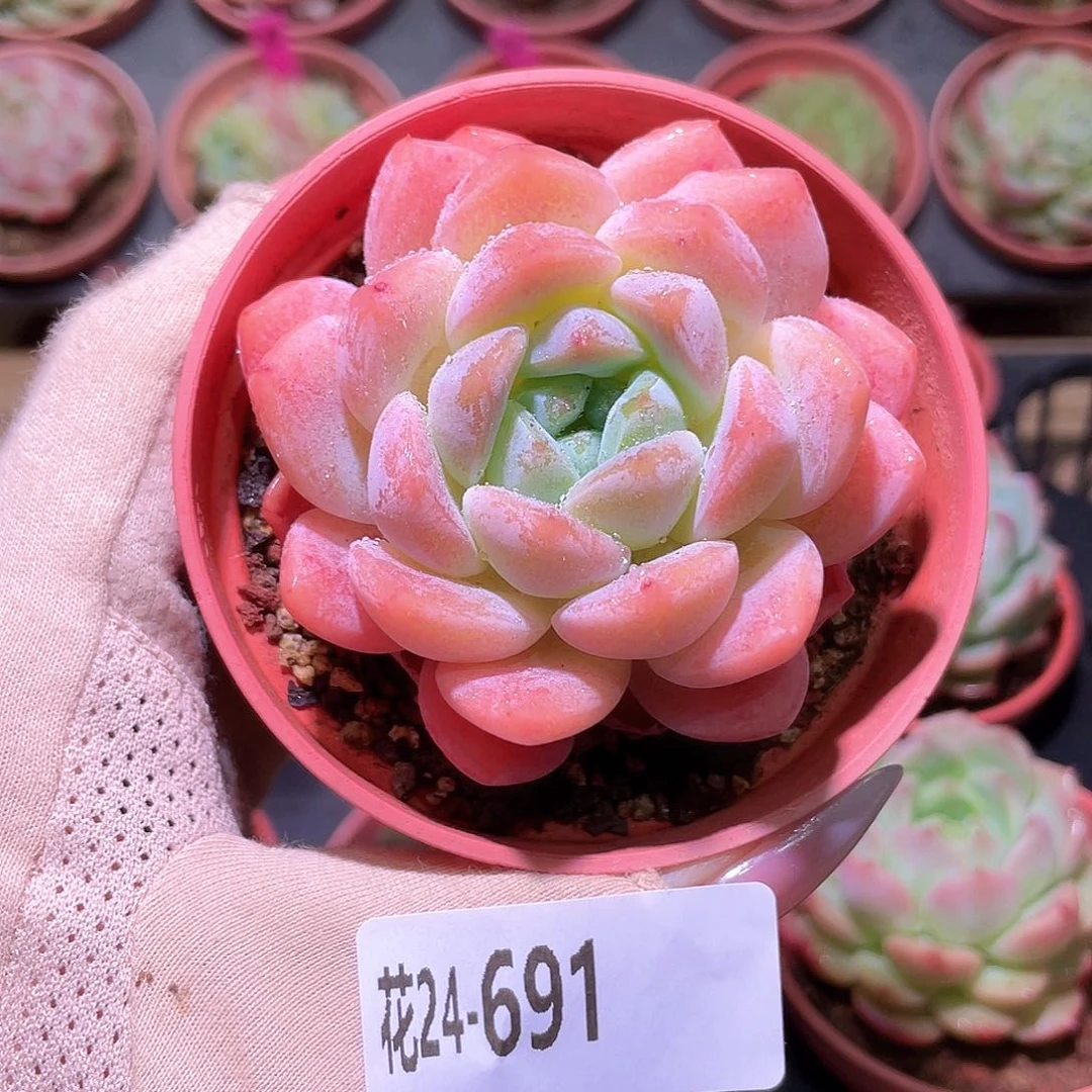 花利美24-691冰糖