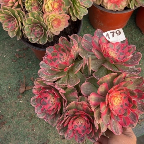 179海神多肉植物，