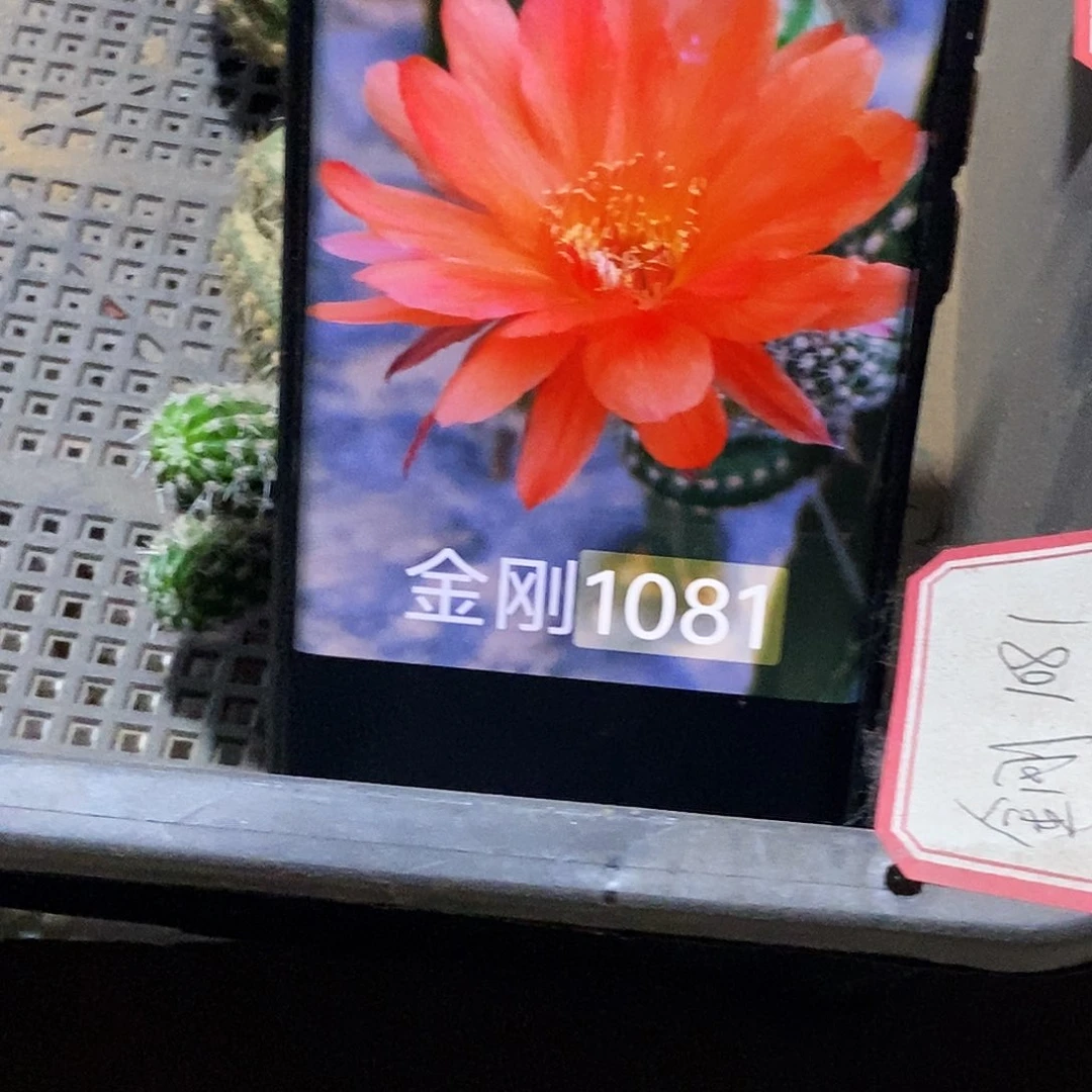 金刚1081侧芽歪20包邮/5公分