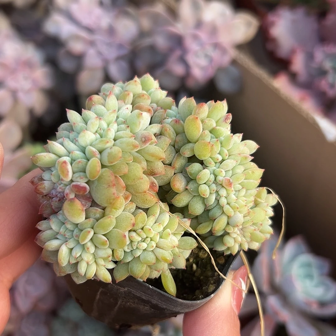 多肉植物多肉植物