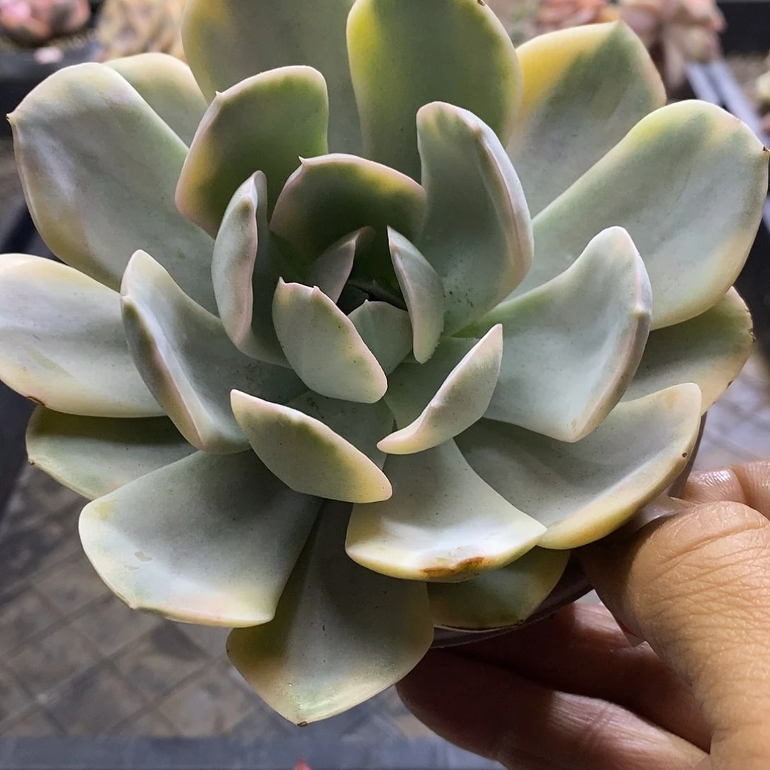 0831鲁氏锦多肉植物