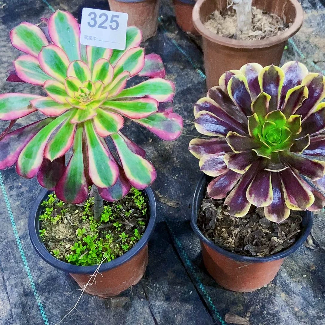 M****香奈儿325000000000