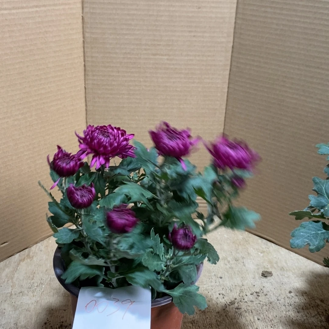 完全开放000000039