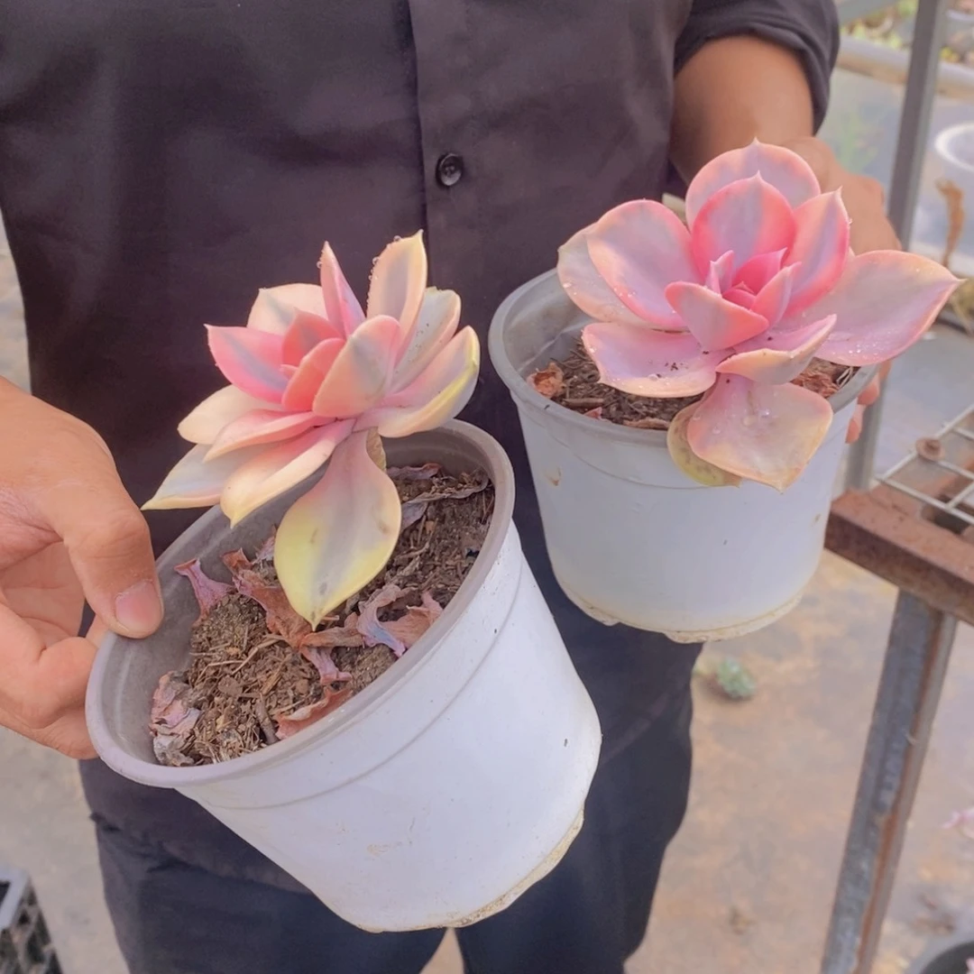 单头彩虹特价三盆