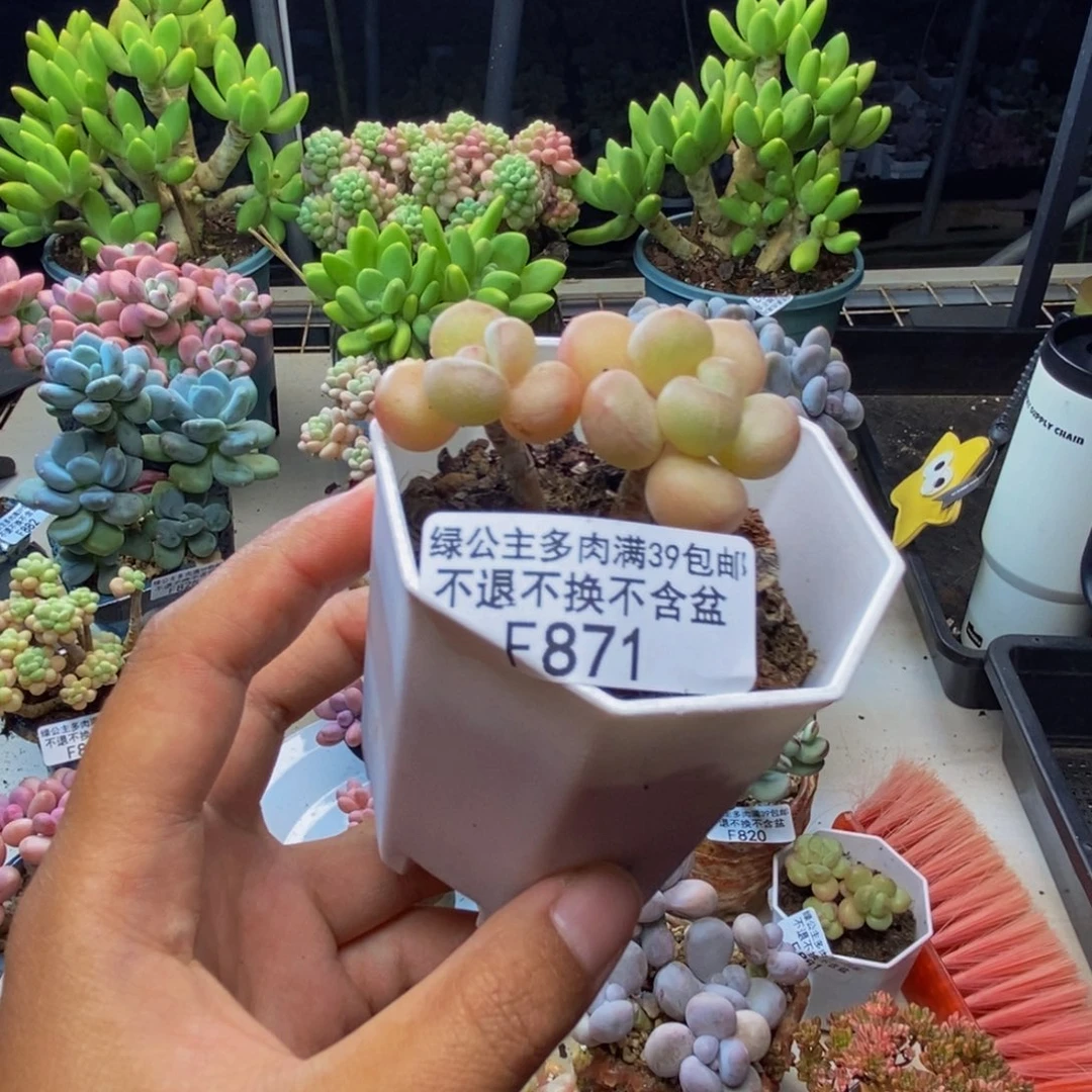 Y**i871萤火虫多肉3c m