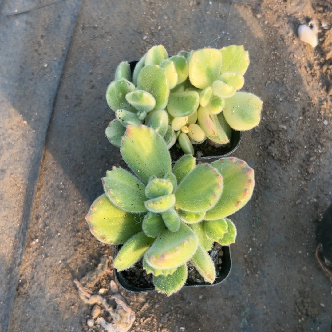 多肉植物多肉植物