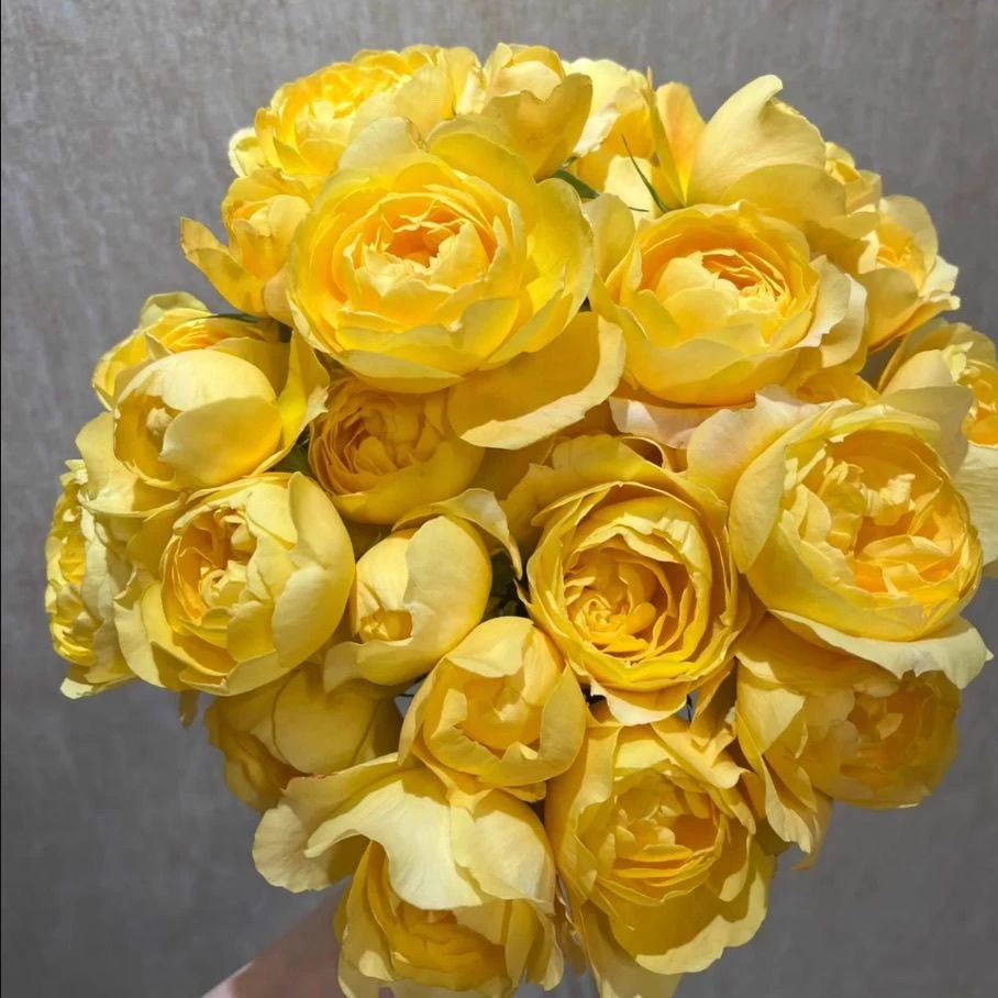 黄果汁浓香微型月季 (果汁阳台芽变) 抗病花量大复花快