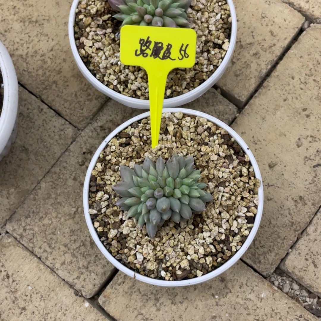 路***…路漫漫56。