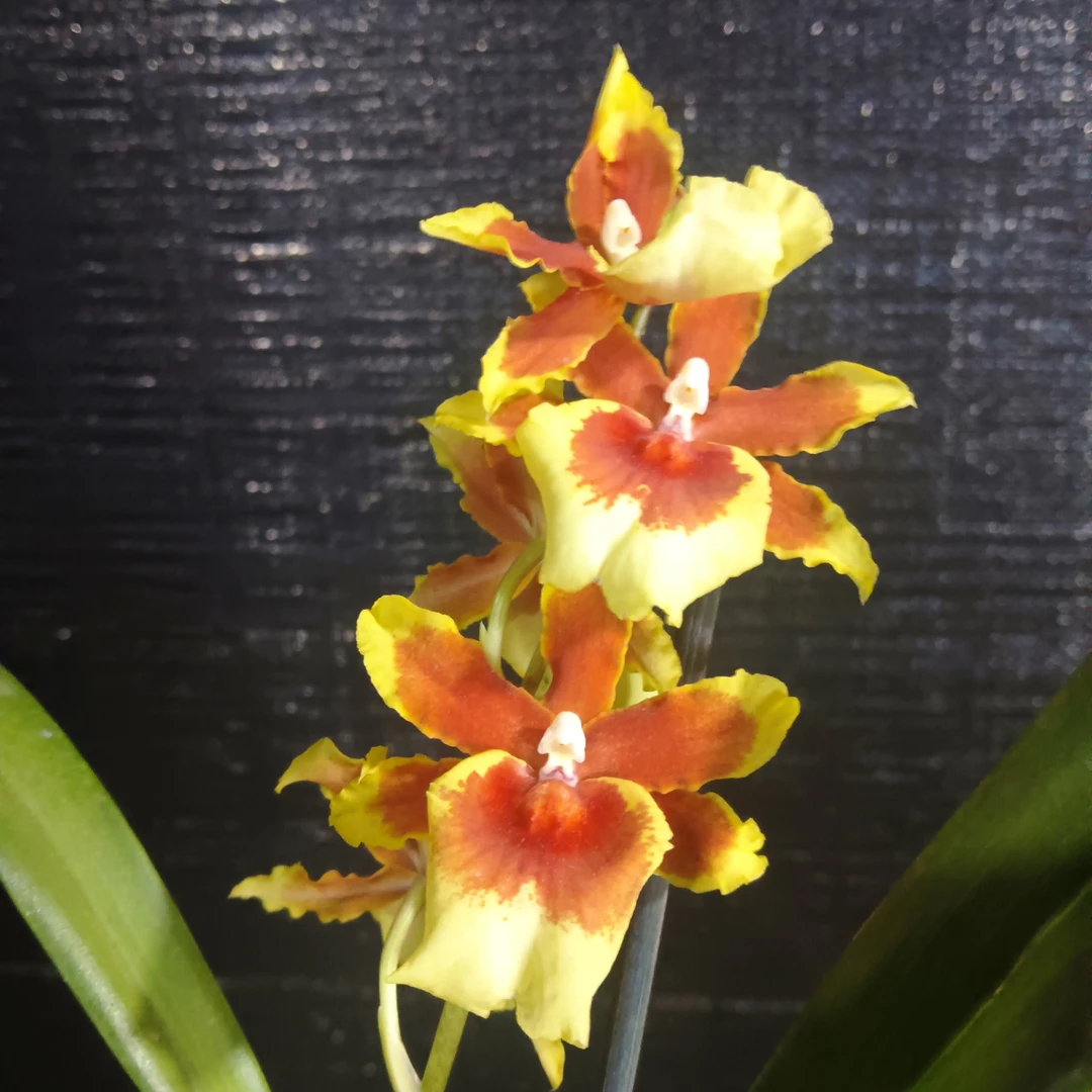 火山皇后文心兰/清香型