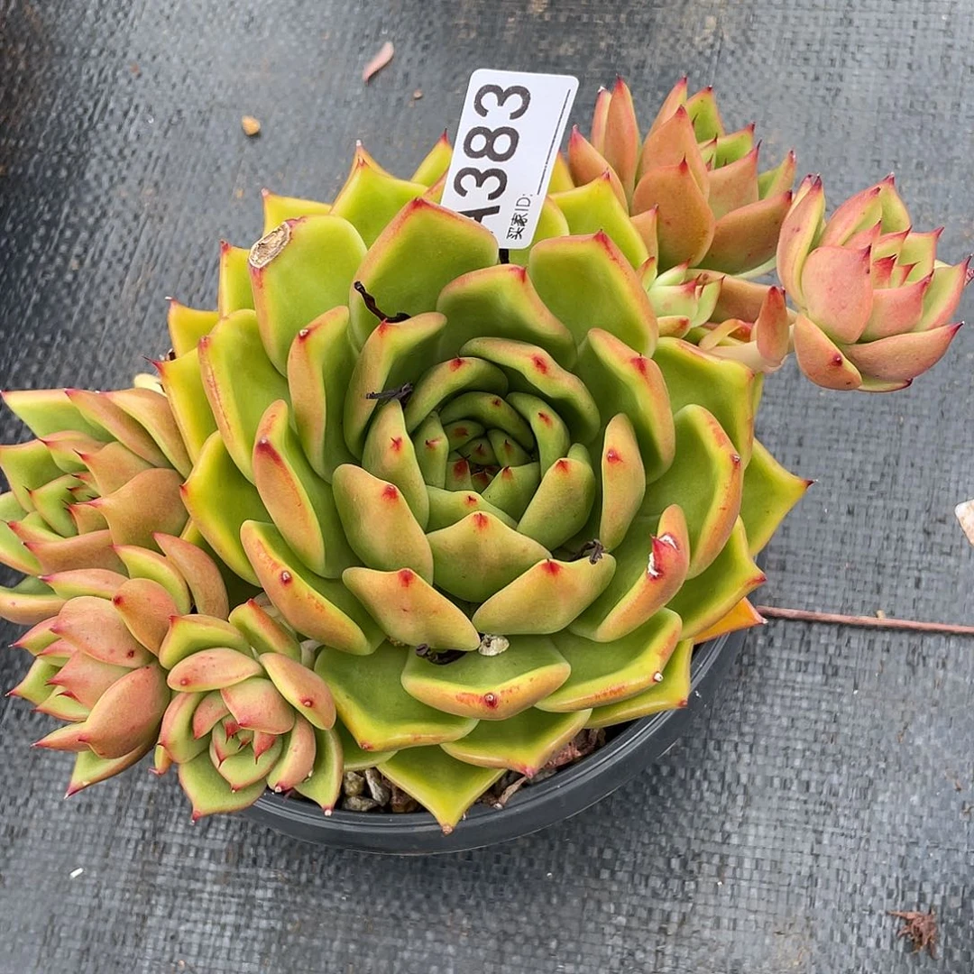 若如东云单拍A383