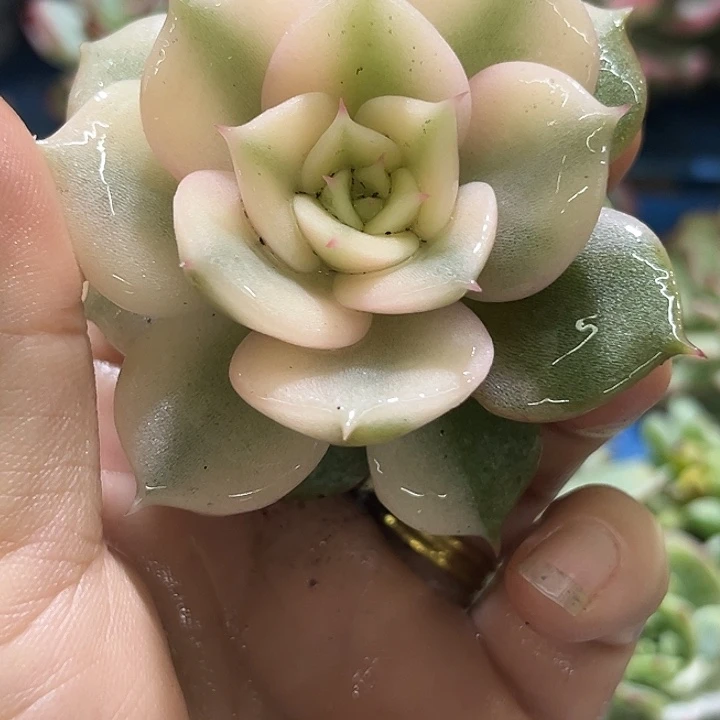 749贝加尔湖腹轮锦炸了