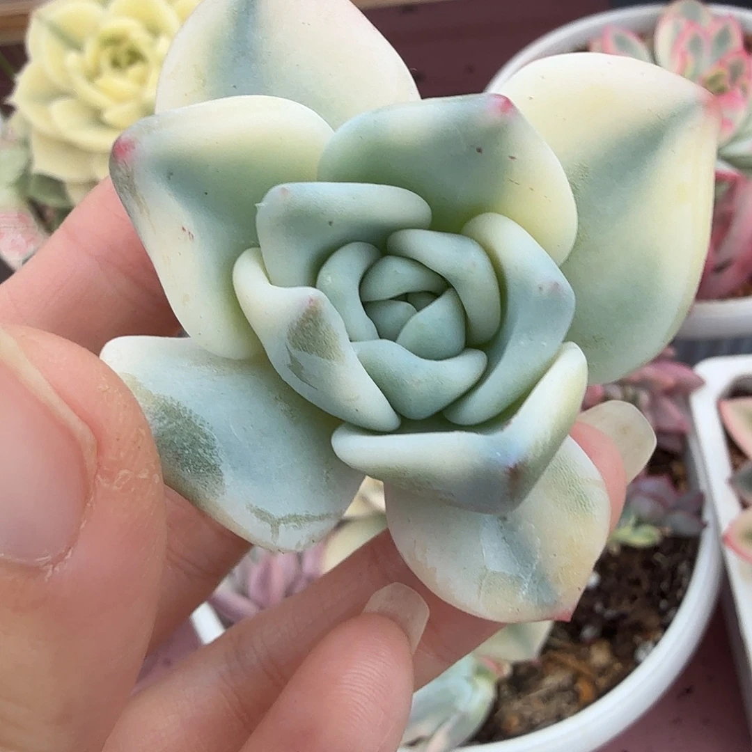 伊丽莎白锦，头盖无根