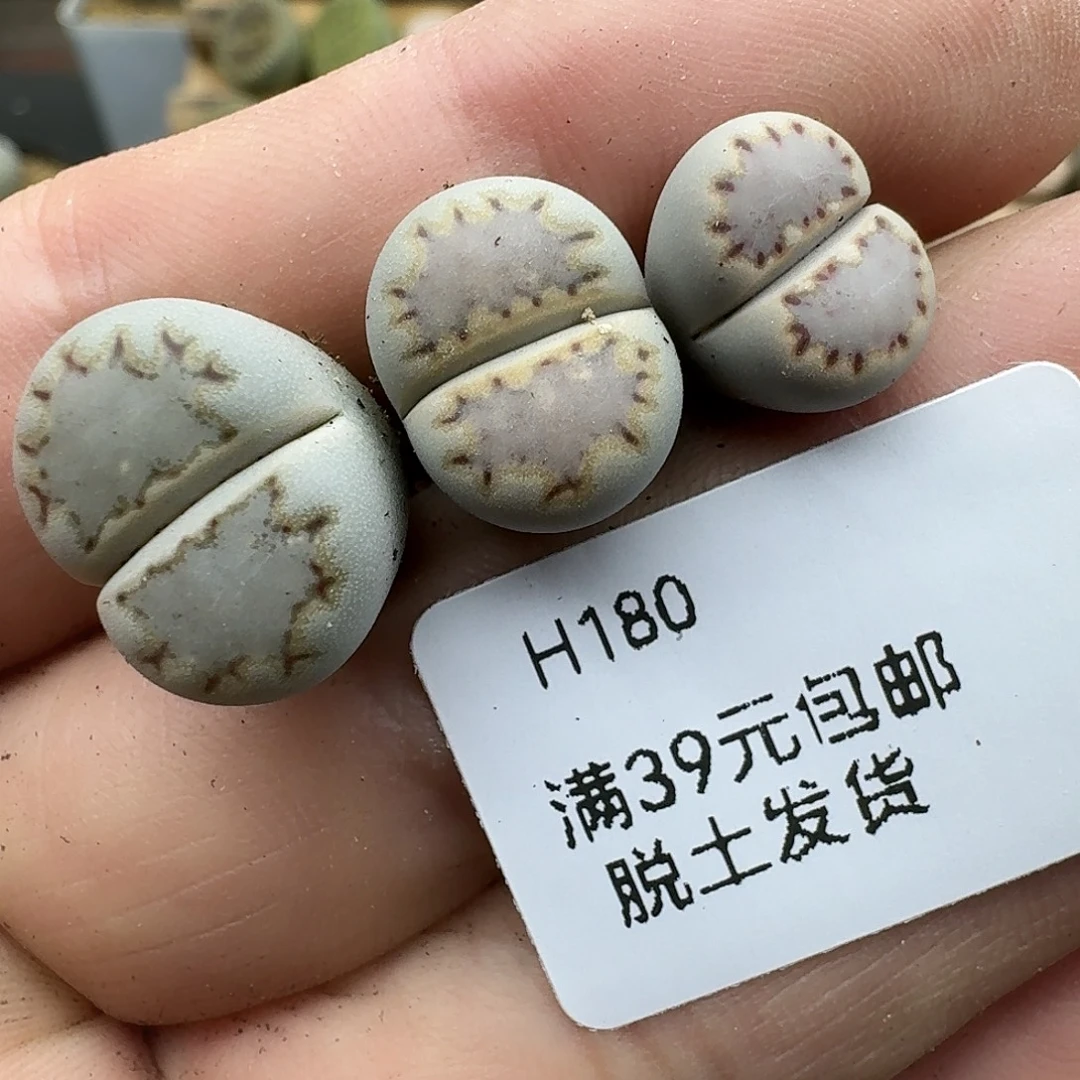 一***糖180多肉哈哈哈哈哈